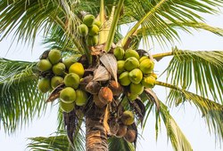 Smart farming and Irrigation automation techniques to improve coconut/palm cultivation.